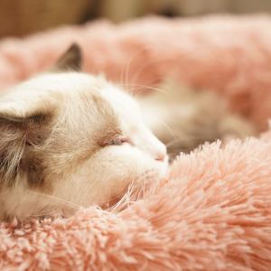 100% Cotton Dog Nest Bed Thickened Keep Warm Cold Proof