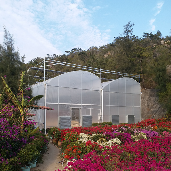 IGreen Tunnel Strawberry Greenhouses PE Greenhouse for Vegetable and Flower Growing