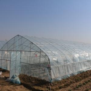 Agriculture Single Tunnel Plastic Film Greenhouse for Strawberry Planting