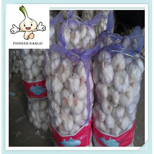 Buy New Crop Chinese Garlic Fresh Garlic Normal White garlic at wholesale prices