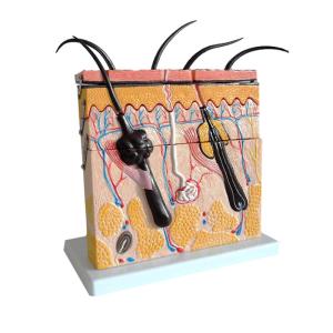 70 X Enlarged Medical Educational Anatomy Human Skin Model