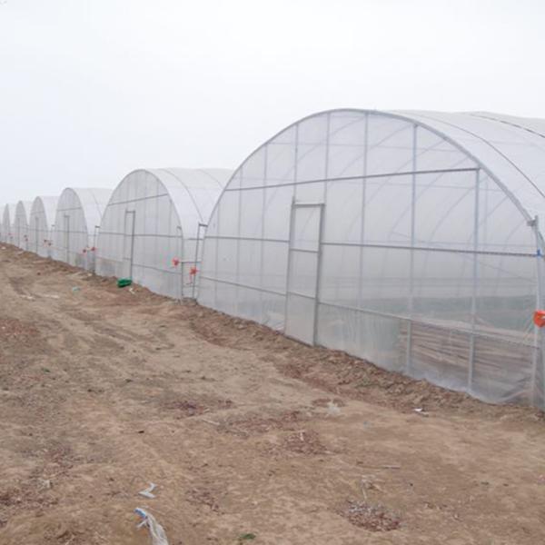 Support Occasion Selection Small Tomato Hydroponic Greenhouse with Designable