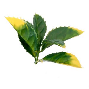 25mm Hedge Fake Plant Wall Panels For Company Or Shopping Mall Decoration