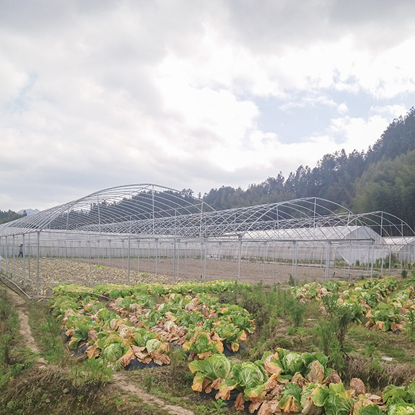 Polyethylene Multi Span Greenhouse Lightweight UV Protected 80/120/150/200 micron