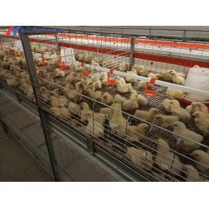 Broiler Chicken Cage Breeder Feeding System Easy Install