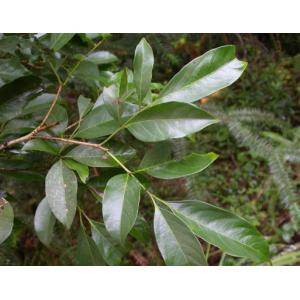 100% Pure Natural Engelhardtae Roxburghianae Extract Astilbin 80% powder HPLC