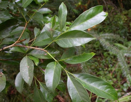 Buy 100% Pure Natural Engelhardtae Roxburghianae Extract Astilbin 80% powder HPLC at wholesale prices