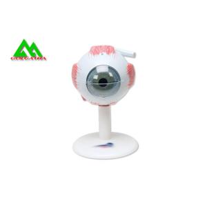 Medical 3D Anatomical Eye Model , Human Eyeball Anatomy Model