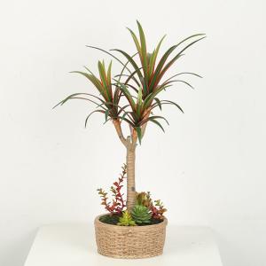 Home Decor Fake Dracaena Plant / Artificial Bonsai Tree With Cement Pot