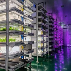 Save Space with Our Green House Fish Container Advanced Vertical Hydroponics