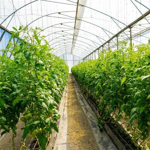 Side Ventilation System Agricultural Tomato Plastic Tunnel Greenhouse Single