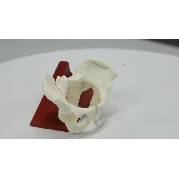 Eco-friendly PVC Hand made Medical Education Artistic Creation Design Ergonomics Physical Education Mini Female Pelvic Mode