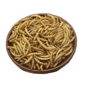 Quality Discover the Nutritional Benefits of Dried Mealworms with Iron for sale