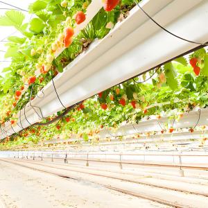 Commercial Venlo Glass Greenhouse Growing Strawberries