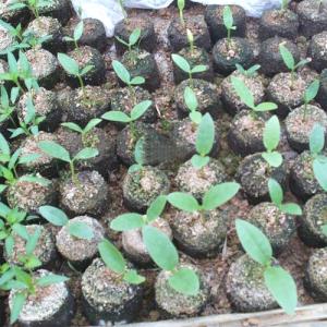 Tablet Press / Nutritive Block Tablet Press Machine / Automatic Seeding Cube