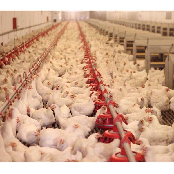 Buy Automatic Stainless And Polypropylene 360mm Broilers Feeding System at wholesale prices