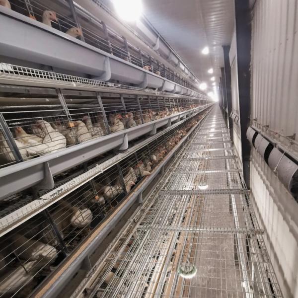Poultry Farm House Features Hot Galvanized Battery Cages Specifically Designed