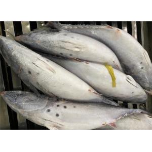 Fresh 600g Three Point Frozen Bonito Fish For Canned