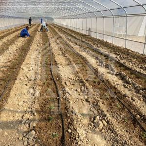 Economical Tunnel Greenhouse with Side Ventilation for Plant Growth