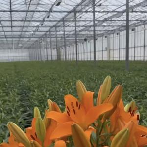 Large Glass Covered Greenhouse Shelter for Flower Cultivation Cultivating