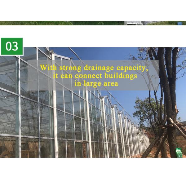 Good Light Permeability Essential for Venlo Glass Greenhouse in Agricultural Industry