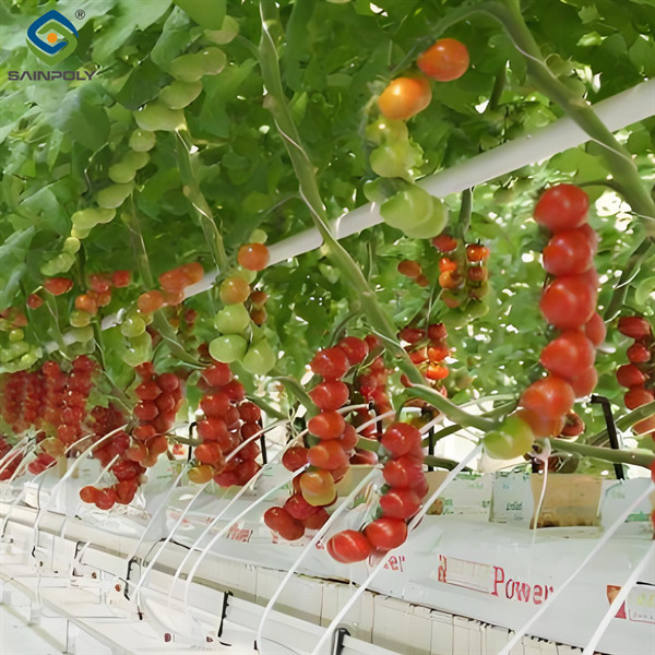 Buy Custom Tomato Greenhouse with Drip Irrigation and LED Grow Lights at wholesale prices