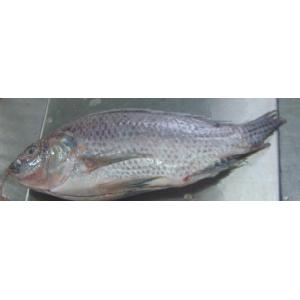 Tilapia gutted & scaled