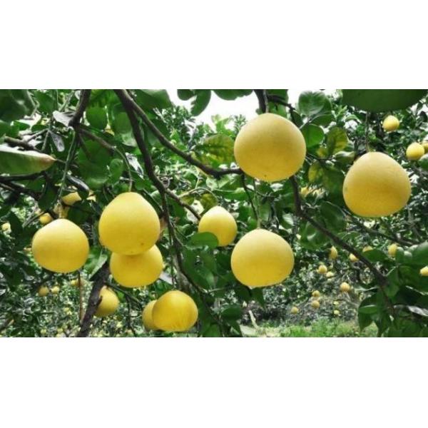 Agriculture Plant Fulvic Acid Seaweed Humic Acid Organic Granular Fertilizer