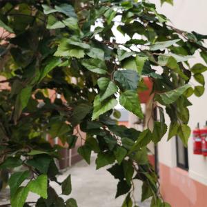 Custom Artificial Landscaping Tree Bonsai Birch Garden Ornaments