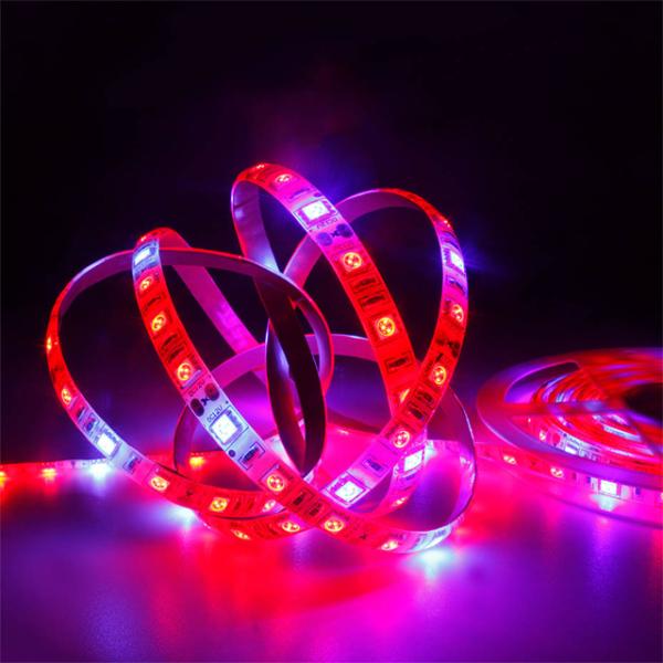 Red Blue 4:1 5m Waterproof Full Spectrum LED Strip