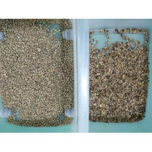 Green Roasted Coffee Bean Sorting Machine Mini 32 Channels