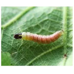 Quality Nitenpyram 10%SL Agrochemical Highly Effective Systemic Insecticide for sale