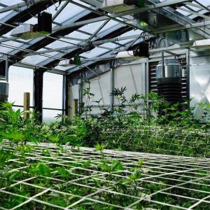 Light Deprivation Shading Greenhouse Fully Automated Light Dep Blackout