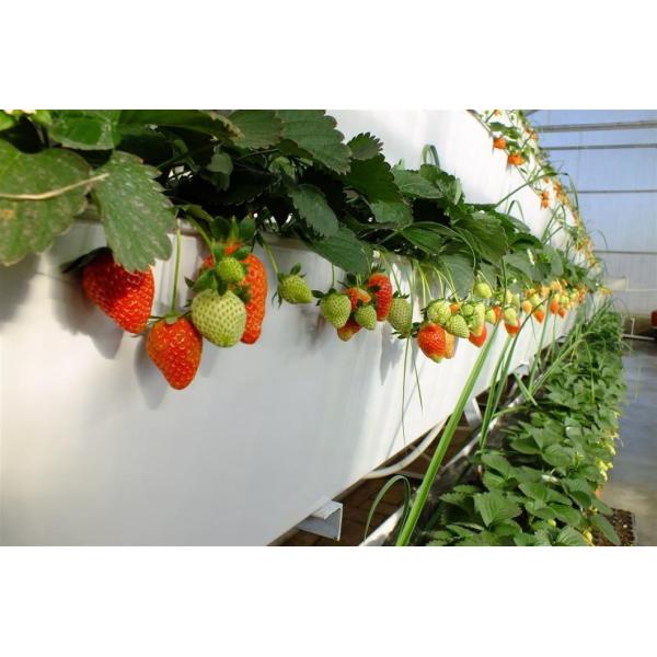 Temperature Commercial Film Greenhouse with Hydroponics