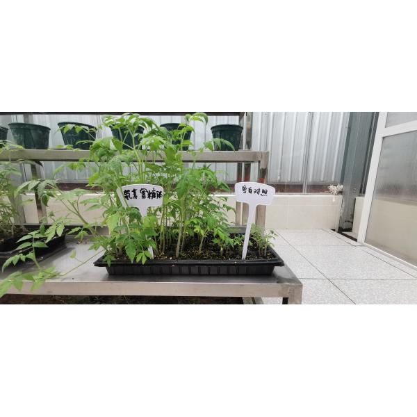 Amino Acid Oligosaccharides Peptides Fertilizer Concentrated For Fruit Vegetable Crops