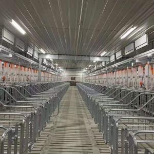 2.5mm tube Sow Raising Pig Gestation Crate