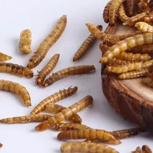 Quality Top-Notch Frozen-Dried Mealworms with 1 Year Shelf Life for Insects for sale