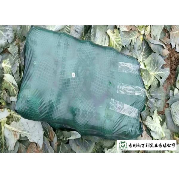 Big Size Late Flat Dutch Cabbage No Slight Crack Growing Without Pollution