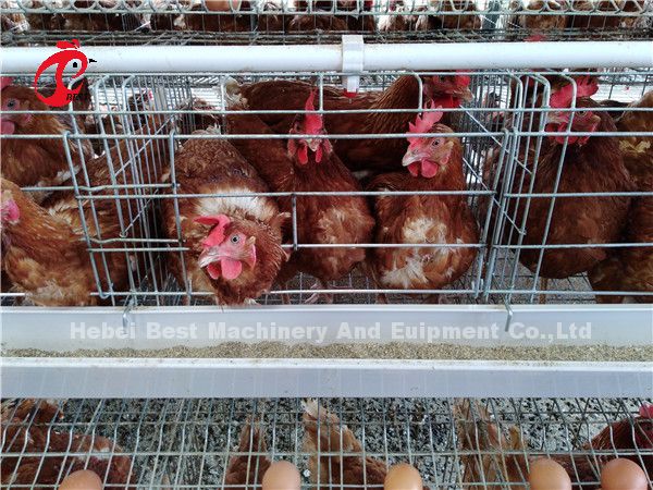 Save Area Poultry Farming Cage System , 3 Tiers Commercial Chicken Cages Ada