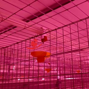 Quality Reliable Drinking System for Intelligent Layer Chicken Cage System in the United Arab Emirates for sale