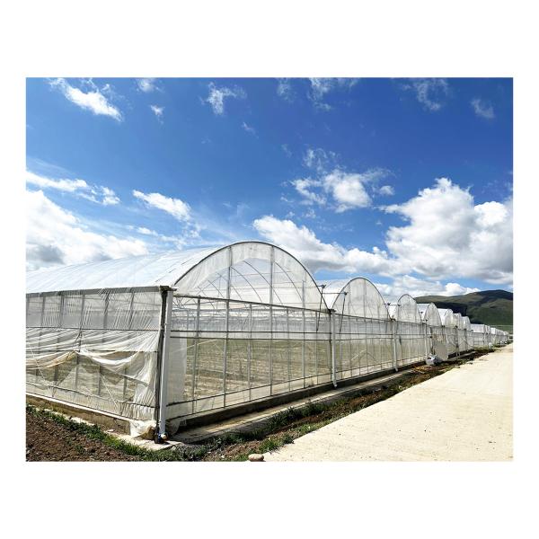 Buy BAOLIDA 24x40m Single-Span Greenhouse With 150micron PE Film at wholesale prices