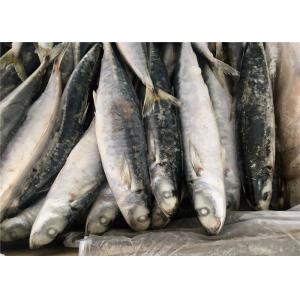 Purse Seine Catch Seafrozen 90g 100g Round Scad Fish