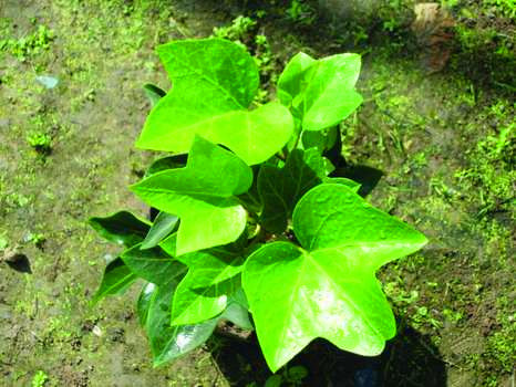 Common ivy Hedera helix herb ivy league extract /HederanepalensisK, Kochvar