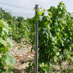 Spain Style Grape Manor Metal Vineyard Trellis Posts 2.4m H For Vine Plants