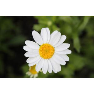 100% natural 0.8% Parthenolide Feverfew Extract, Panacetum parthenium extract