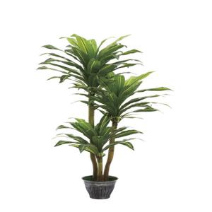 Quality New Three Stem Yellow Brazil Tree, Brazilian Rosewood for sale