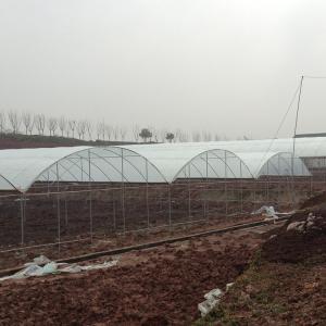 Strawberry High Tunnel Greenhouse Hydroponic Rain Shelter Greenhouse