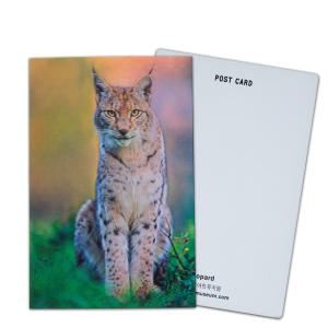 Lenticular Postcard Printing Toucan Wild Animals 3D Postcard for zoo pack