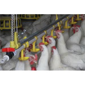 Poultry Farm Chain Trough Chicken Breeding Equipment 36m/min Conveying