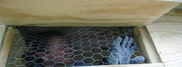 19 Gauge 36 inch x 100 foot x 2 inch Galvanized Chicken Wire Mesh Dingzhou